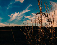 官方渠道正版的接码短信平台